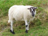 Speckled face sheep